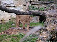 Lionne de l'Atlas (cla Mammiferes, ord Carnivores, fam Felides) (1)